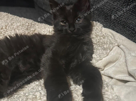 Last little boy maincoon