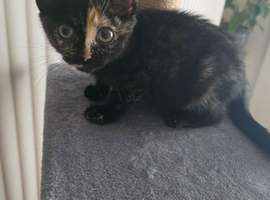 Female tortie