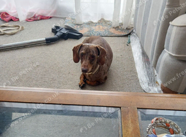 for sale 4+ year old dacshund