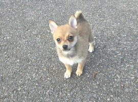 Pomchi puppies