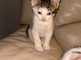 Beautiful 8-Week-Old Kittens Loving & Ready For Their Forever Homes!