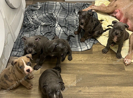 12 week old blue American bully