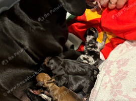 Beautiful miniature Dachshund Puppies