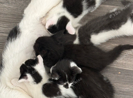 3 x kittens