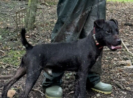Patterdale stud