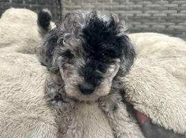 PRICE REDUCED READY TO LEAVE 2 left Merle Cockapoo puppies