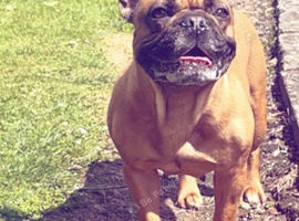 Rehoming frenchie