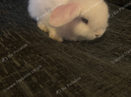 Blue eyed white mini lop