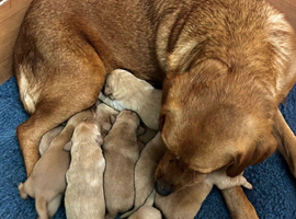 10 Fox red Labrador puppies