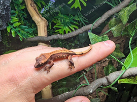 Crested Gecko hatchling CB26