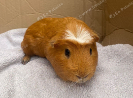 Solo male Guinea pig
