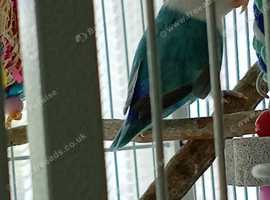 Male lovebird white and blue