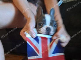 White French bulldog pup for sale