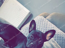French bulldog X Patterdale