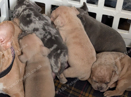 5 beautiful Frenchie X puppies