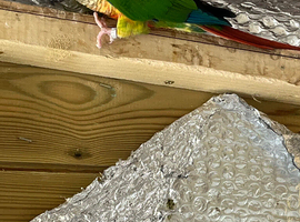 Breeding pair Yellow sided pyrrhura conures