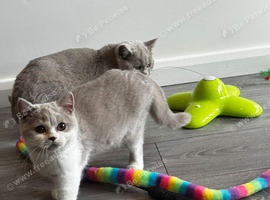 Ready Now - Tica registered British Shorthair Kittens