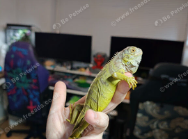Lovely friendly lime green iguana