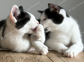 Pair of Kittens