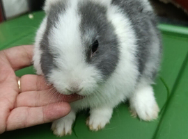 1 very nice rabbit