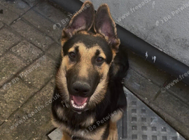 6 months old German Shepard