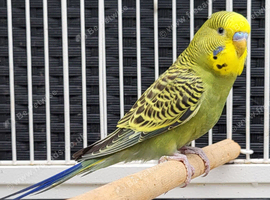 Various Stunning Quality Beautiful Budgies