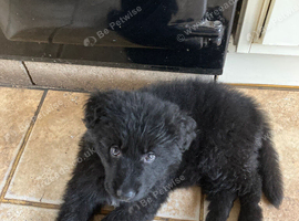 Pedigree German Shepherd puppies