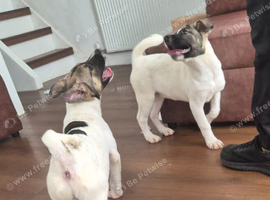 Ready to go - Stunning F1 American Akita x American Bulldog Puppies