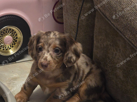 Gorgouse miniture dachshunds