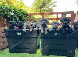 Outstanding ICCF Cane Corso Puppies &ndash; Health Tested & Home Raised