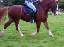Good home needed for Ceri, change of circumstances, for sale through no fault of her own.