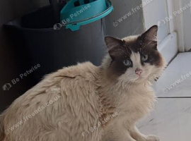 Beautiful seal bi colour boy
