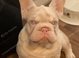 French Bulldog