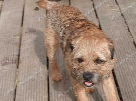 Border terrier stud dog (SLEM CLEAR)