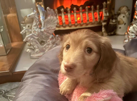 Beautiful top tier Miniature Longhaired Dachshund puppies from a deeply loved, experienced family home.