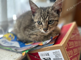 Tabby Kitten