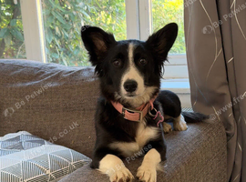 Female border collie cross