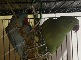 Two untamed ringnecks for sale looking for a new home