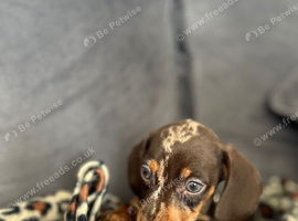 miniature dachshund