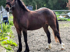 Stunning 2yrs Welsh d filly