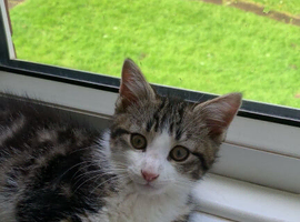 Kitten needs a new home