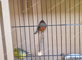 Two red agate hen canary