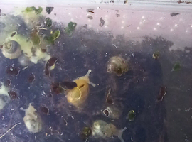 Baby Giant African Snails