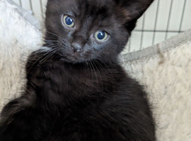 Ebony last if the litter fluffy kitten