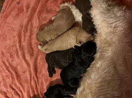 cockapoo puppy 9 weeks old ready to go