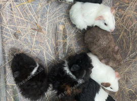 Baby guinea pigs boys and girls available