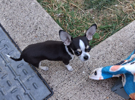 CHIHUAHUA 16 WEEKS BOY