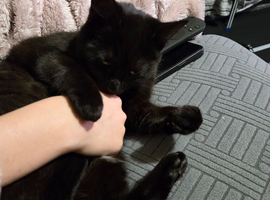 2 Cats