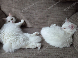 Two females need rehoming asap