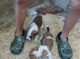Jack Russell